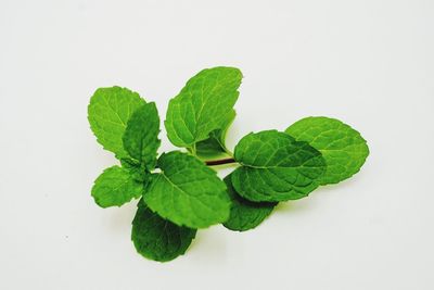 Close-up of green leaves against white background