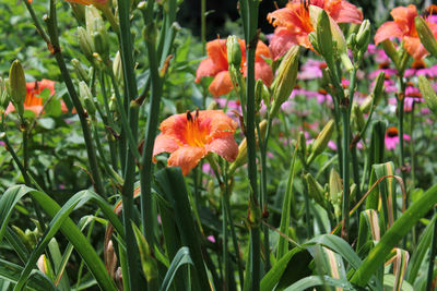 Close-up of flowers