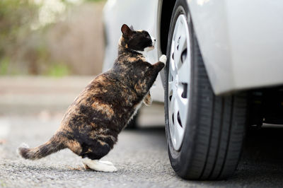 Calico cat scratching wheels of a car