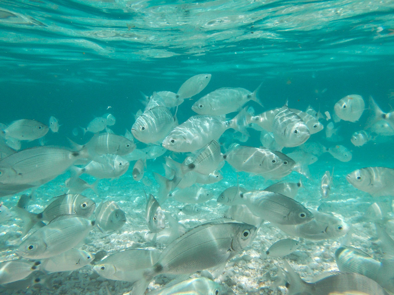 FISH SWIMMING UNDERWATER