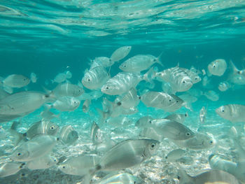 Fish swimming in sea