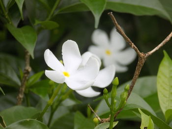 Close-up of white flowering plant