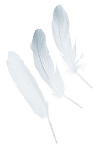 Close-up of feather against white background