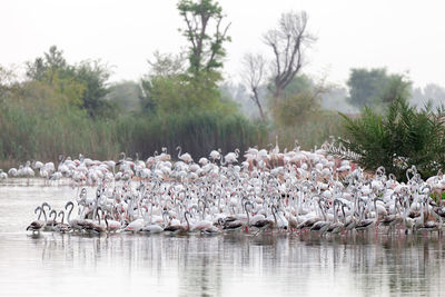 Great flamingos at the al qudra lake in dubai