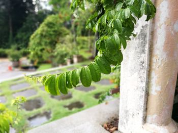 Close-up of fresh green plant