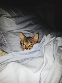 High angle view of cat resting on bed