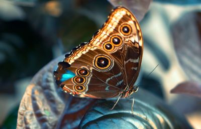 Close-up of butterfly on leaf