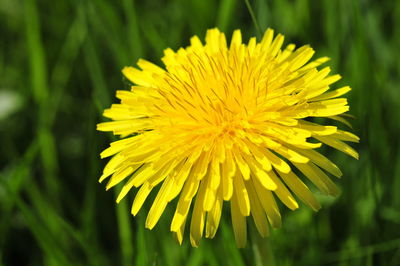 Close-up of dandelion