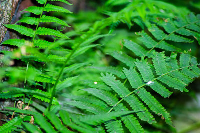 Full frame shot of wet leaves