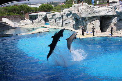 People jumping in swimming pool