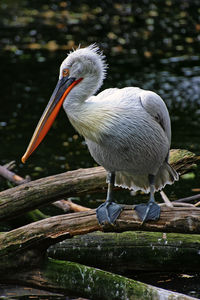 Close-up of bird