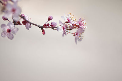 Close-up of cherry blossoms in spring