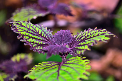 Close-up of purple flowering plant