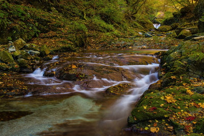 Scenic view of waterfall in forest