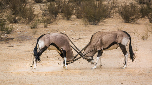 Side view of horses on field