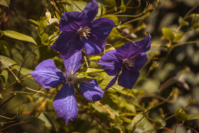 Close-up of purple iris blooming outdoors