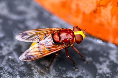 Close-up of insect on picnic table