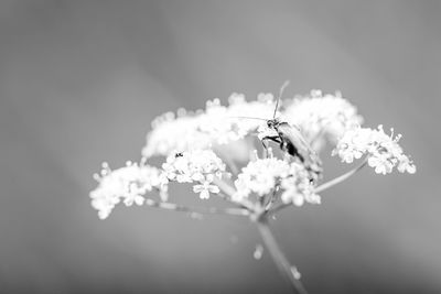 Close-up of insect on flower