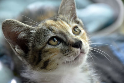 Close-up of cat looking away