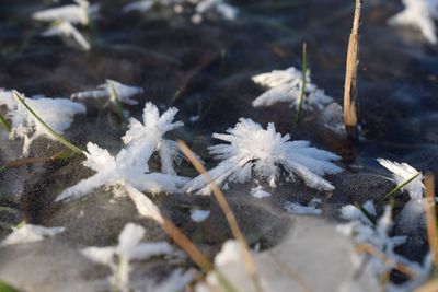 Close-up of frozen plant on land