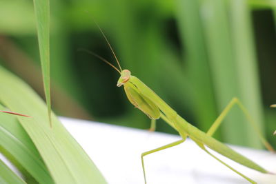 Close-up of insect on leaf