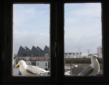 View of birds against sky seen through window