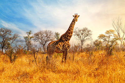 View of giraffe on field against sky