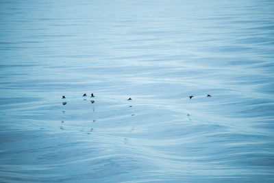 High angle view of birds swimming in lake