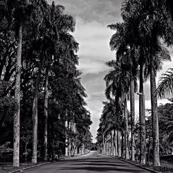Empty road along trees