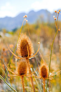 Close-up of dried plant on field