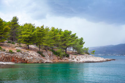 Rocky mull in the sea . pines growing on the island