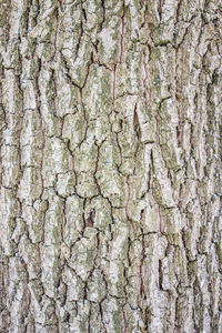 Full frame shot of tree trunk