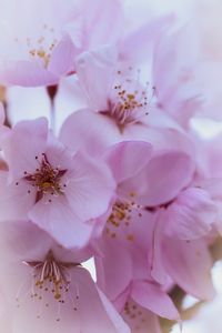 Close-up of pink cherry blossom