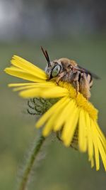 Close-up of bee pollinating on yellow flower