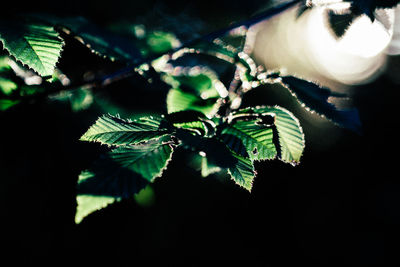 Close-up of leaves