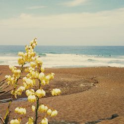 Yellow flowers on beach against sky