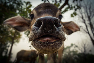 Close-up portrait of an animal