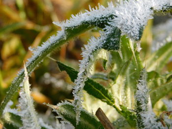 Close-up of frozen plant