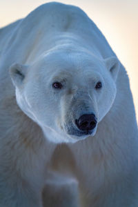 Close-up of polar bear standing looking up