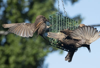 Bird flying