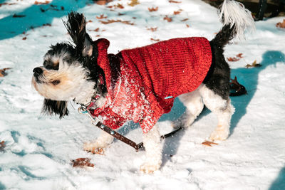 View of dog in snow