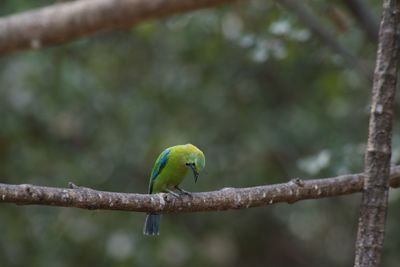 Bird perching on branch