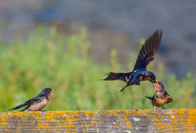 Close-up of bird flying against blurred background