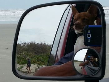 Dog standing on road