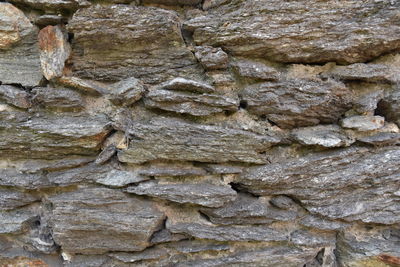 Full frame shot of tree trunk