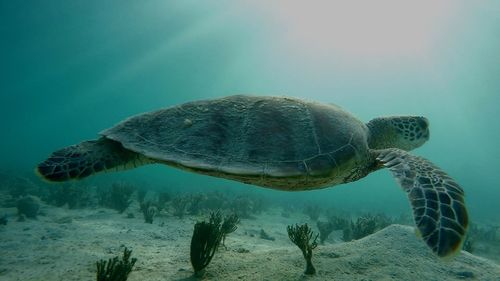 Close-up of turtle swimming in sea