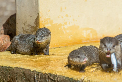 Close-up of otters