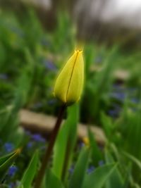 Close-up of yellow flowering plant