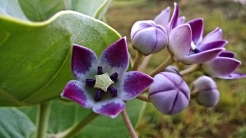 Close-up of purple flowers blooming outdoors