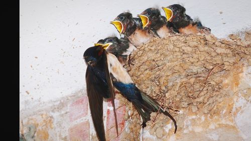 High angle view of bird